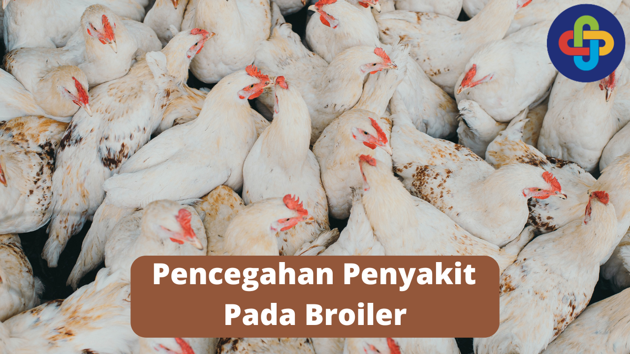 Kenali 4 Cara Mencegah Terjadinya Penyakit Pada Broiler